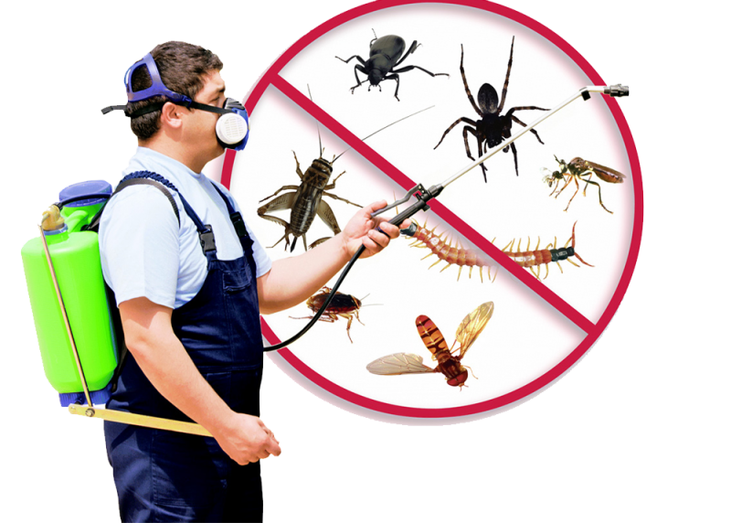 Servicii Dezinsectie