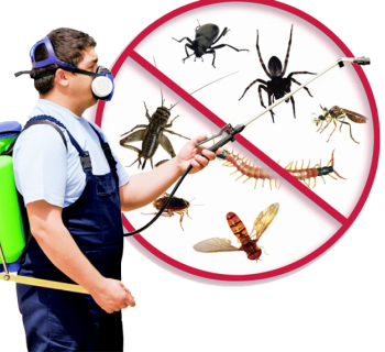 Servicii Dezinsectie